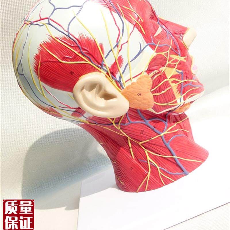 头面部附脑f血管神经模型颈部解剖学神经血管肌肉结构精品模