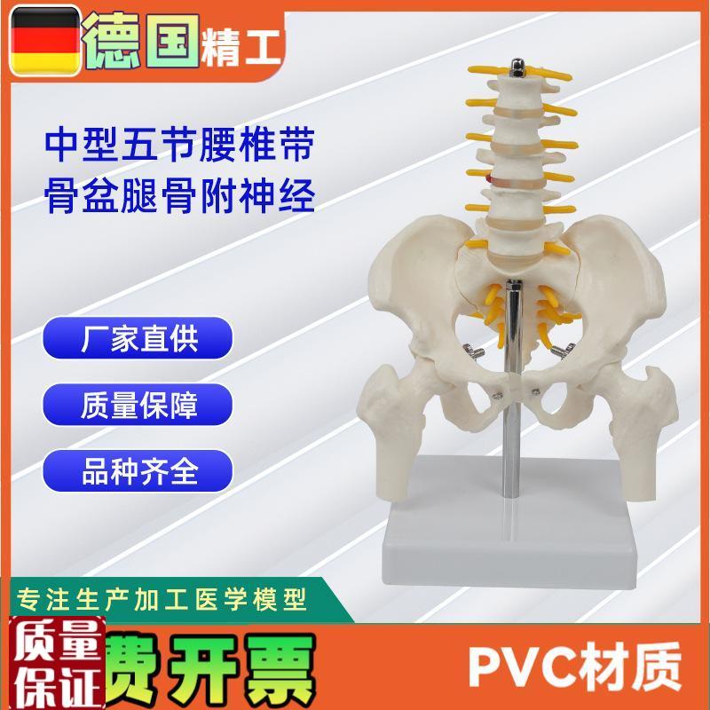 骨盆带五节中型腰椎腿骨模型pvc人体K骨骼模型脊柱腰椎盆骨模