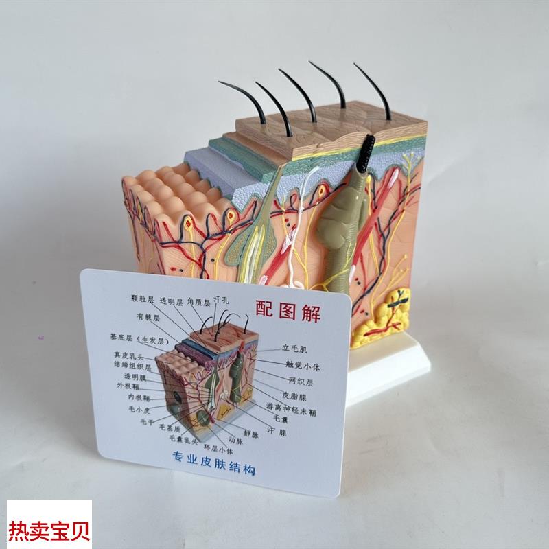50倍人体皮肤组织结构放大解剖模型医学美容整形立Y体皮肤模型