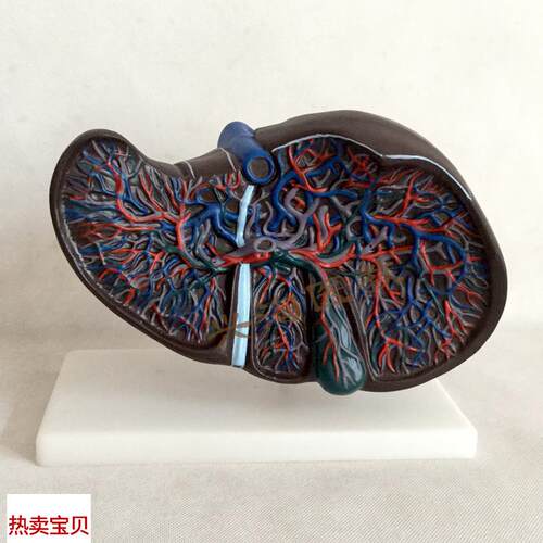 肝胆模型b肝解剖模型人体肝脏血管肝胆结构造胆囊胆管展示教学医