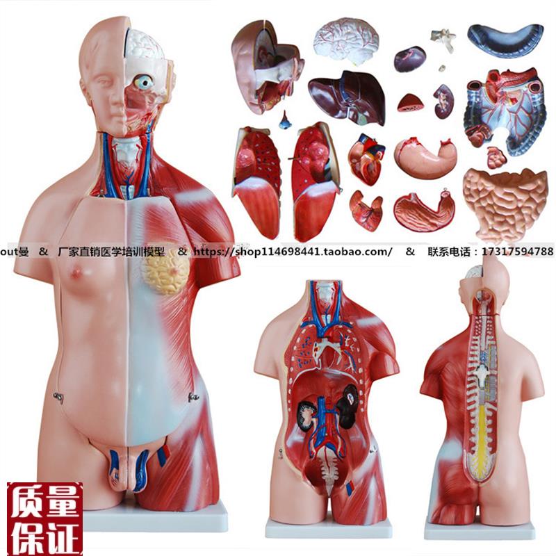 45CM两性躯干模型23件解剖学器官结构人体内脏器官.模型脏器模