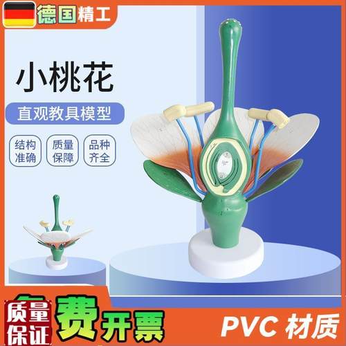 德国】桃花双g子叶花绿色花蕊植物构造放大结构解剖模型生物教学