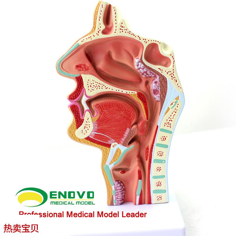 ENOVO颐诺人体鼻腔咽喉疾病解剖模型鼻咽O腔病理模型耳鼻喉科医