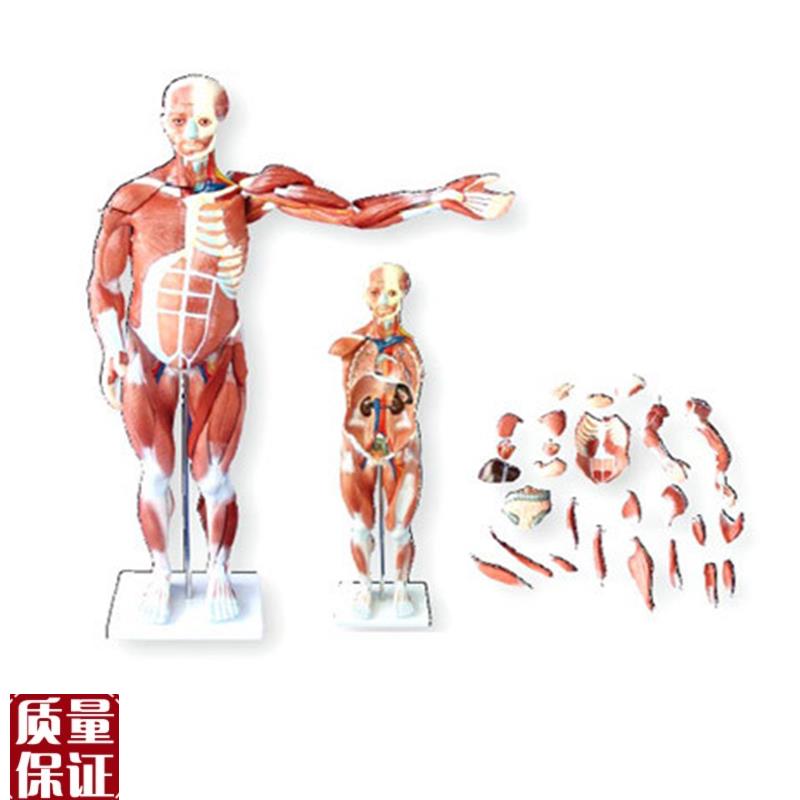 人体全身肌肉解剖模型80CM(27件可拆卸医用人体肌X肉解剖教学模