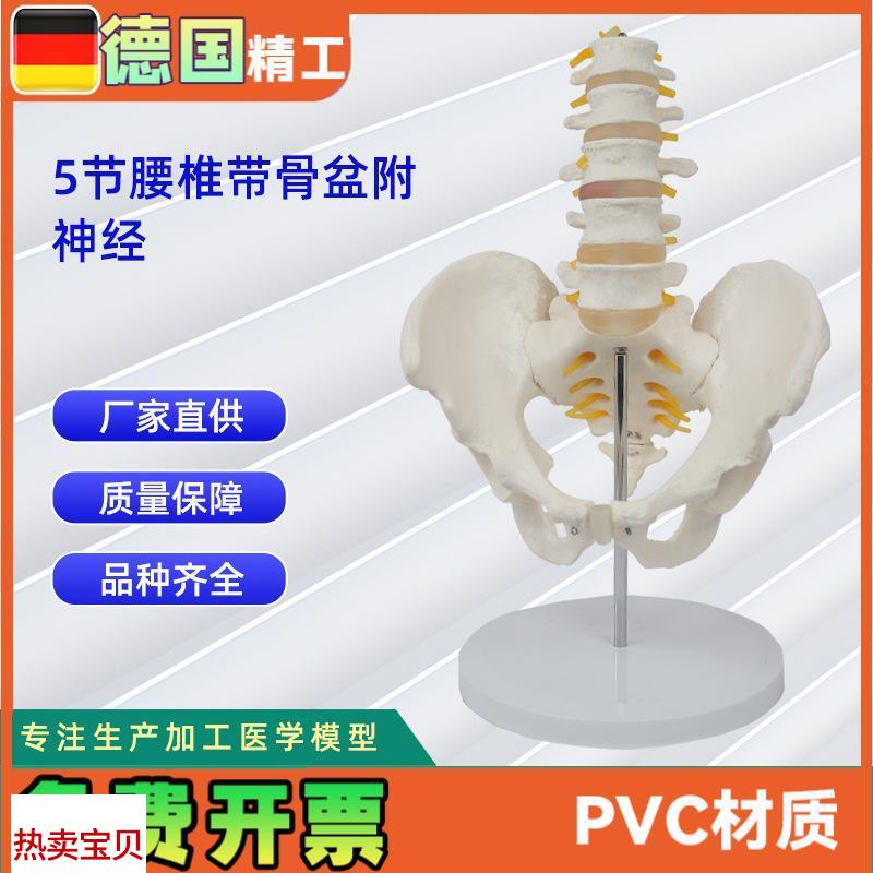 5节腰椎带骨盆附神w经仿真人体腰椎教学展示模型