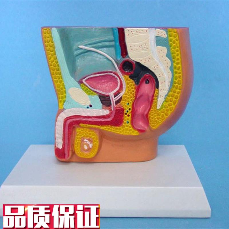 包邮男性腹e腔解剖模型泌尿系统模型人体模型医用