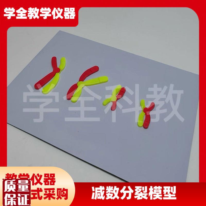 减数分裂中染色体变化模型组件磁D吸式磁贴高中生物实验器材教学