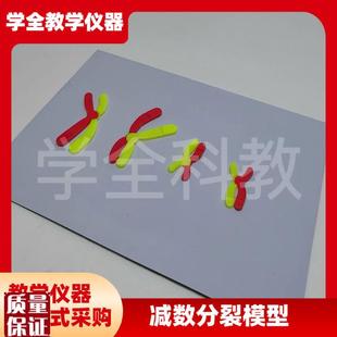 减数分裂中染色体变化模型组件磁D吸式磁贴高中生物实验器材教学