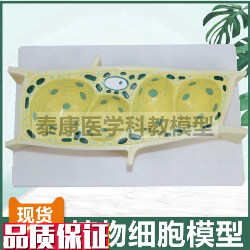 植物细胞模型叶绿体细胞膜动植物细胞t对比生物课配套细胞核线粒