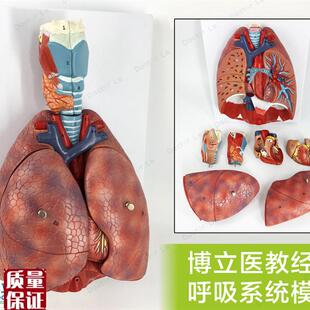 人体喉心肺解剖j模型呼吸系统心脏模型耳鼻喉胸外科医教模