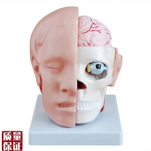 头部模型头部附脑动脉模型颅内脑C结构脑动脉解剖构造教学模型医