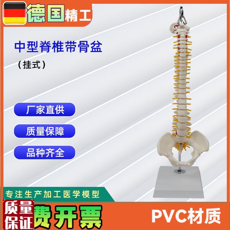 中型脊椎带骨盆(挂式)模型人体N骨骼模型医学教学模