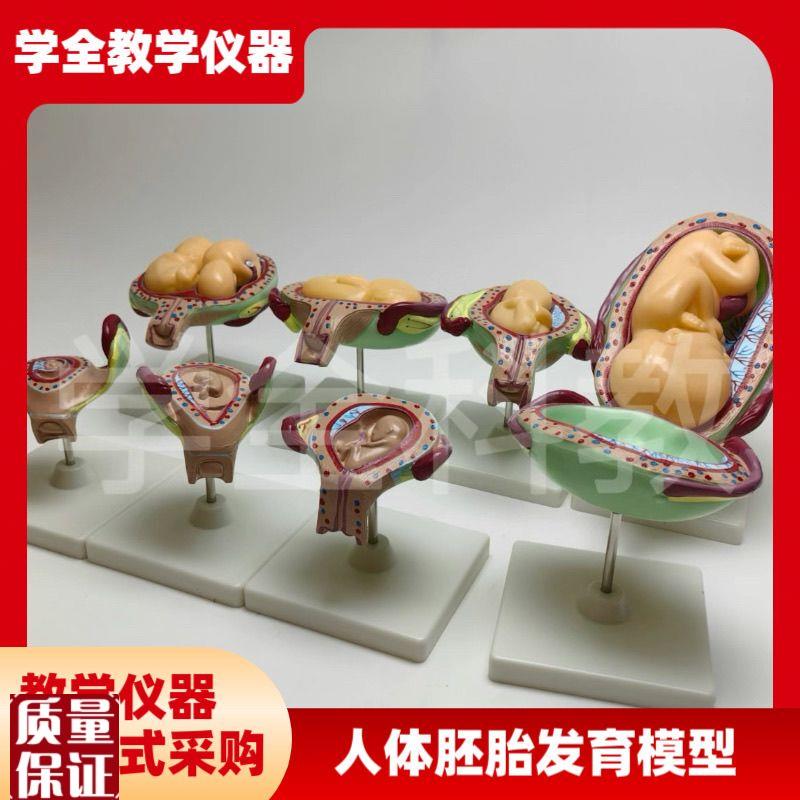 人体胚胎发育模型妊o娠胚胎发育过程怀孕十月胎儿模型医学教