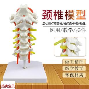 颈椎带颈动脉后枕骨椎间盘与神经模型医O学人体骨骼解剖模型