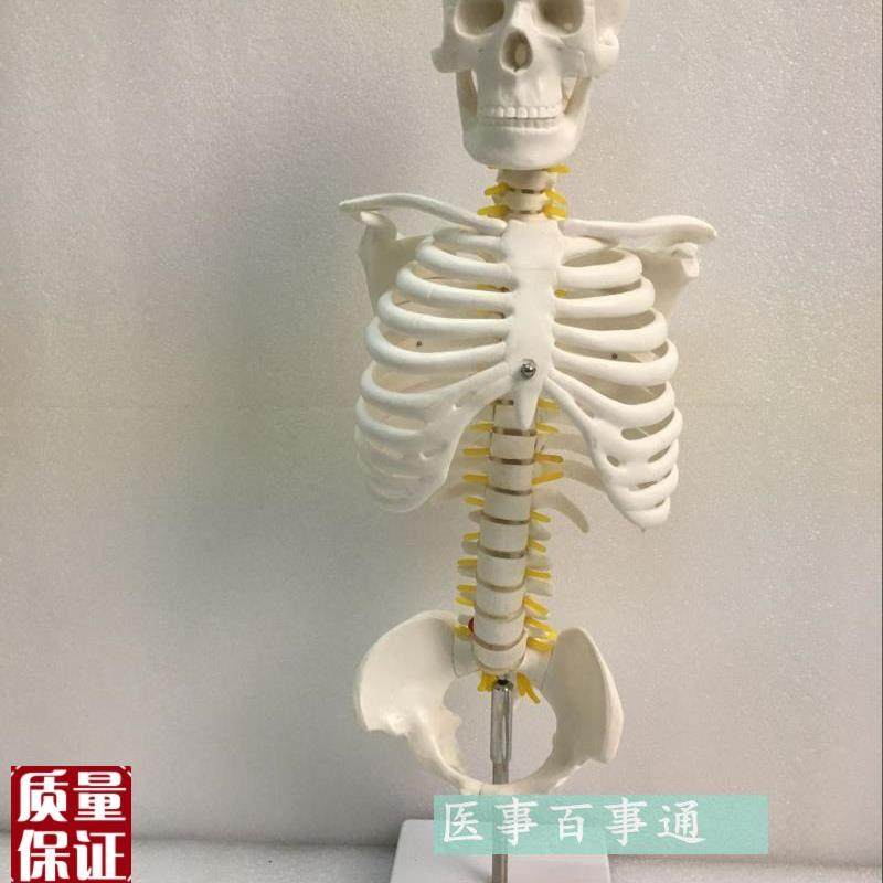 教学仿真脊椎模h型45cm脊椎模型带骨盆和胸骨人体骨骼模型挂式脊,玩具/童车/益智/积木/模型,其他模型玩具,淘宝优惠券,粉丝福利购,淘宝优惠卷