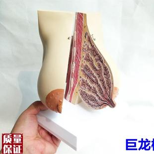 哺乳期乳房医学教学以孕女性乳房解剖人体模型Z人体解剖模