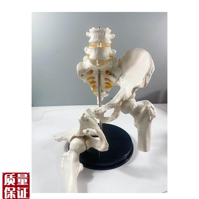 1比1腰椎带骨盆关节可拆卸骶髂耻骨联合股N骨头康复正骨产后修复