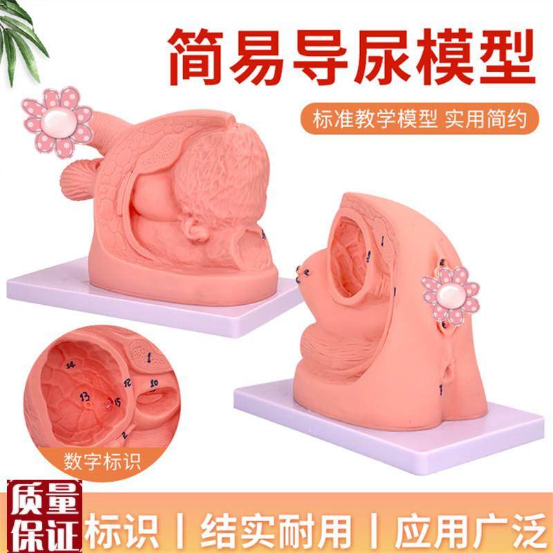 男性内外生殖解剖模型t及导尿模具医学用人体导尿插管模型教