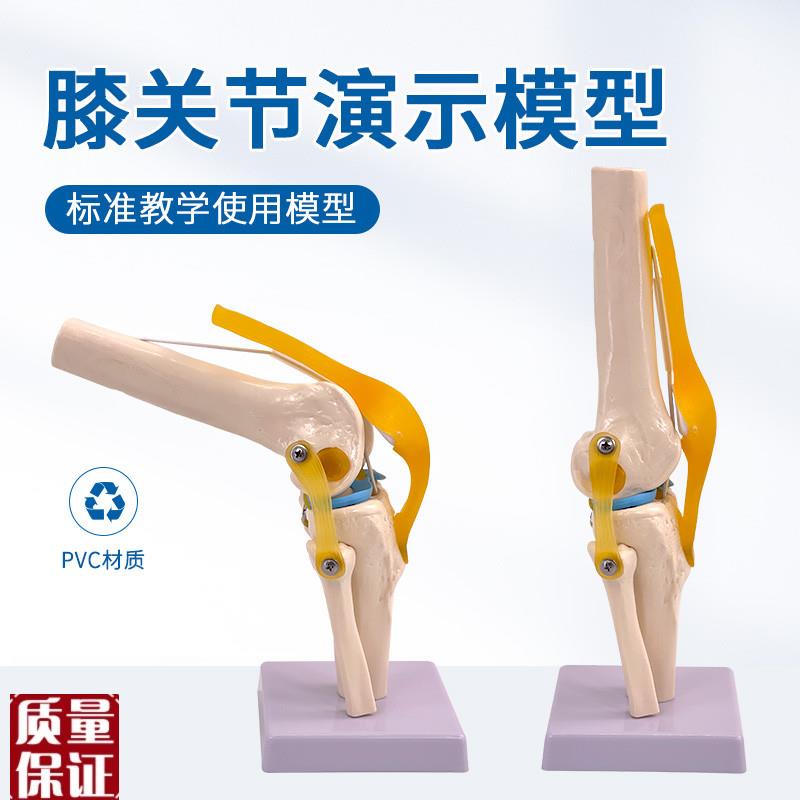 教学仿真人体膝关节模型附韧带骨C骼医学功能展示肩颈脊椎骨架骨