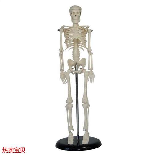 人体骨骼模型45CM