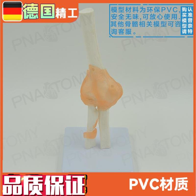 人体肘关节模型人体骨骼模G型骨关节模型运动系统