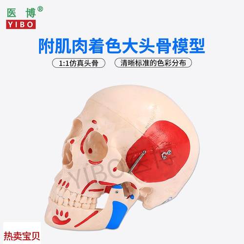 医博仿真人头骨模型自然大1:1头骨C颅骨模型医学人头骨可拆卸骷髅