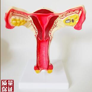 子宫模型生殖器女性器官解剖人体教学教仪医用教W具包邮厂家直