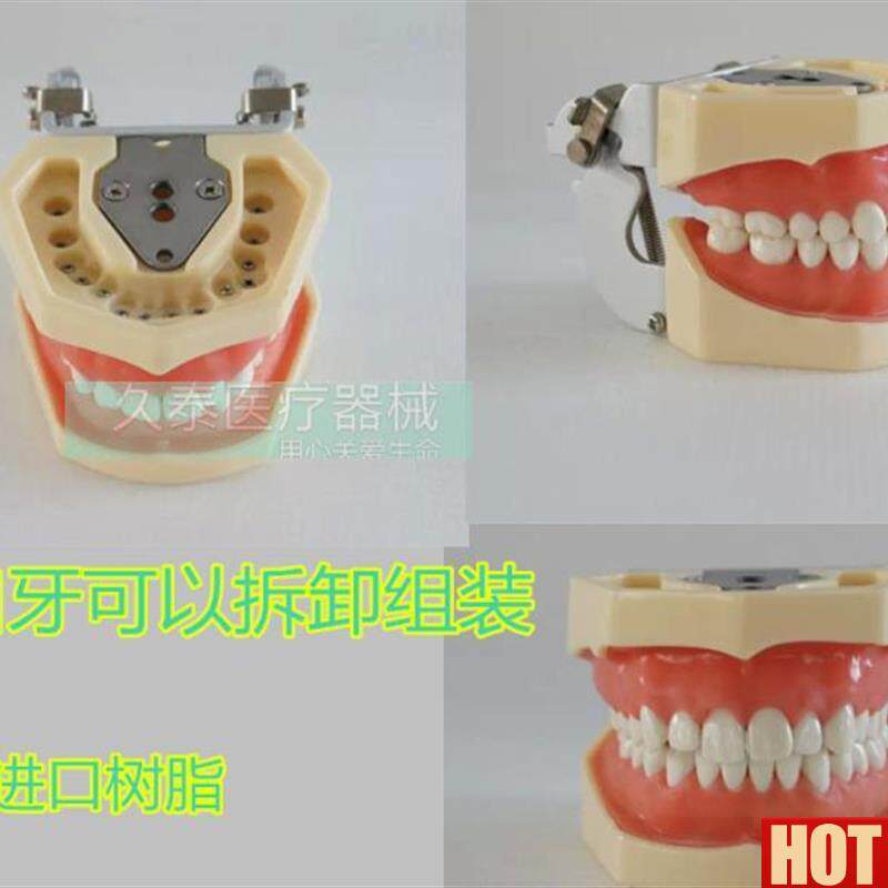 邮标准牙颌模型口腔科L备 全口牙齿可替换 日进牙颌配FE咬合架