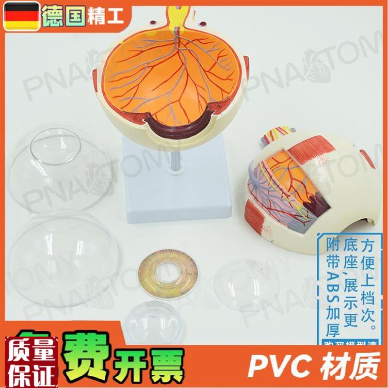德国】人体仿真眼睛假眼球结构放大解I剖模型医学教学仪器眼科五