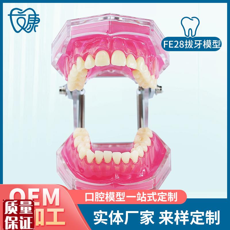 FE28拔牙模型人体牙齿结构解剖D模型口腔牙模具仿真牙科教学牙模