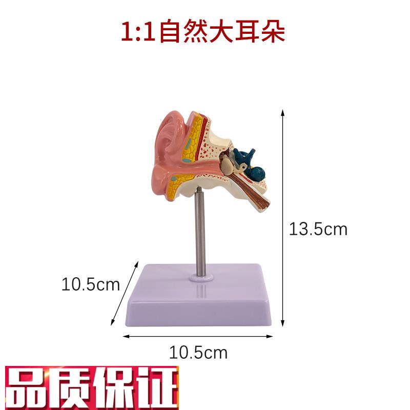 耳解剖模c型人体耳朵模型3倍放大中耳模型人体器官解剖助听器展示