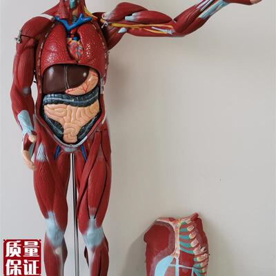 人体全身肌肉附内脏模型医学教学y成人27部件人体肌肉内脏解剖80C