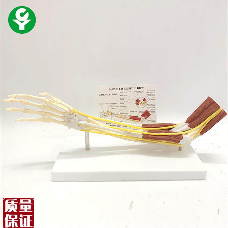 成人肘关节肌肉神经韧带关节模型肌E肉解剖骨骼人骨架骷髅手臂教