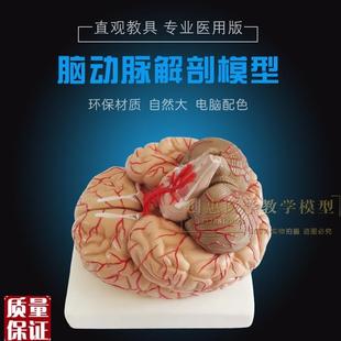 大脑模型9部件带动脉脑解剖模型脑动O脉模型脑解剖模型包