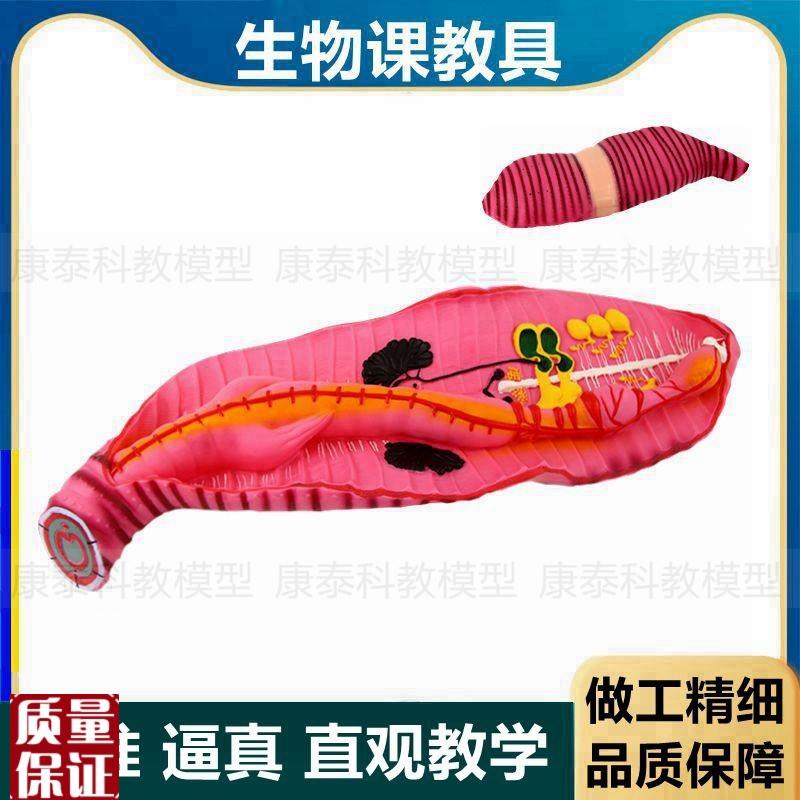 蚯蚓模型生物课教学初中高中学实验H教具无脊椎动物环节动物标