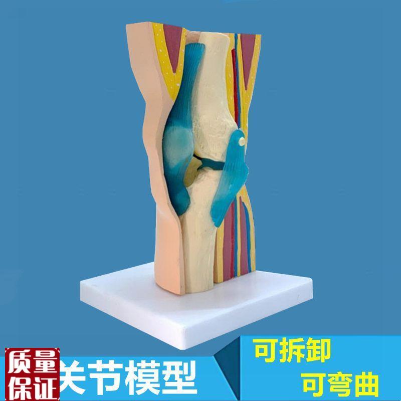 人膝关节模型可拆卸半月板韧带髌骨膝盖解剖Q皮肤肌肉层次医用教