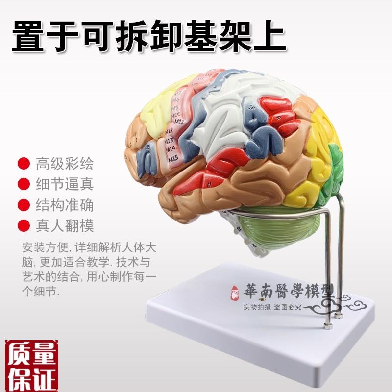 正品放大版可拆卸k彩色头颅骨人体大脑神经解剖人脑室功能区分模