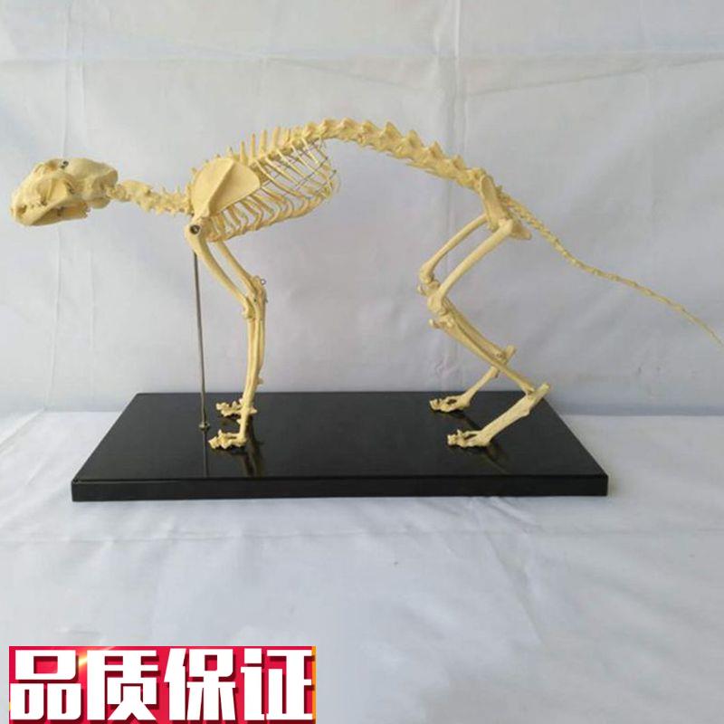 猫骨骼模型仿真塑胶动物倒模骨头犬骨G架狗狗骨髅大型犬宠物兽医