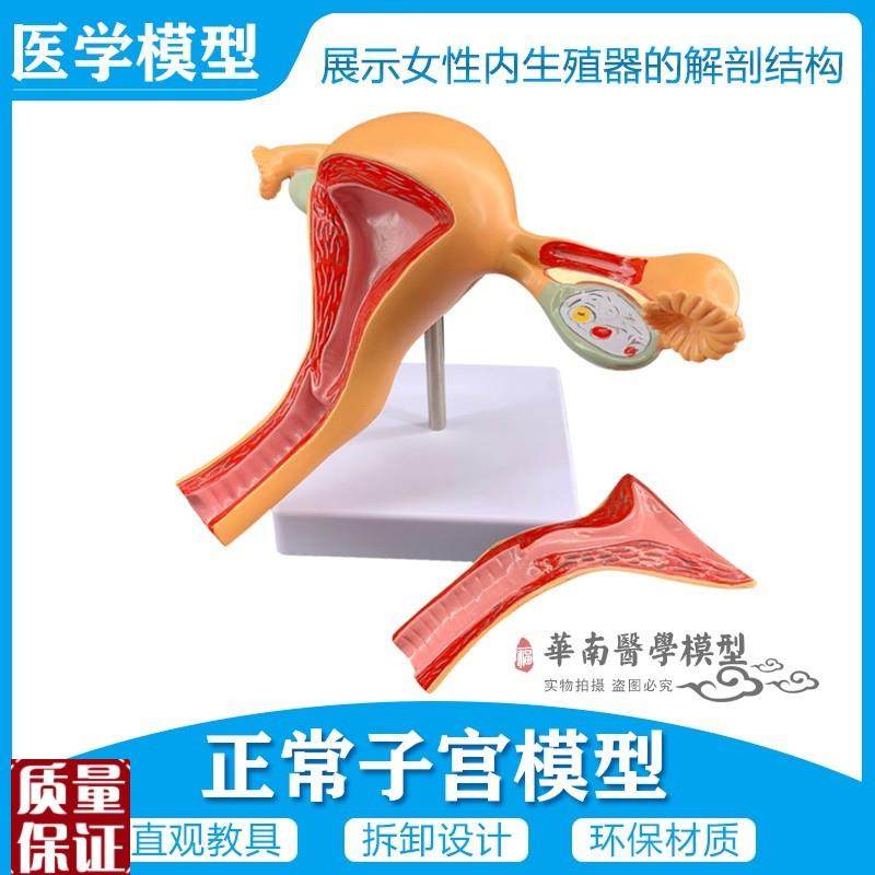 女性内生殖器官模型子宫卵巢生殖结构妇产科模型2.部件正常子