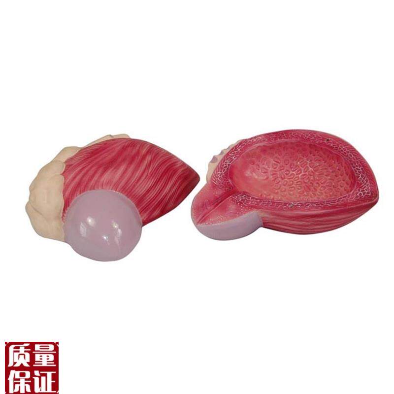 膀胱模型男性膀胱前列.s腺放大模型泌尿生殖系统构造教学医学教