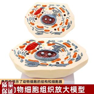 动物细胞有丝分裂亚显微结构x放大模型3d成品初中生物学习演示教