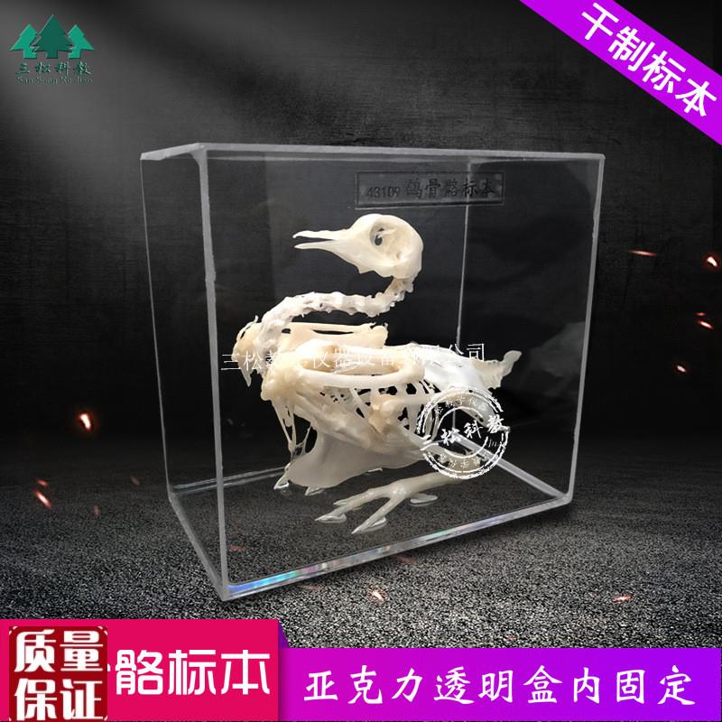鸽子骨骼标本鸽子骨架子拼接教具教学展厅O科研农业展馆解剖研