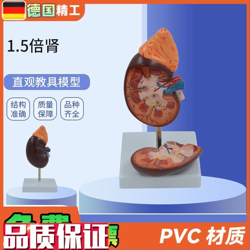德国】PNT-056m1-1肾解剖教学模型肾解剖1.5倍放大附肾上腺教学模