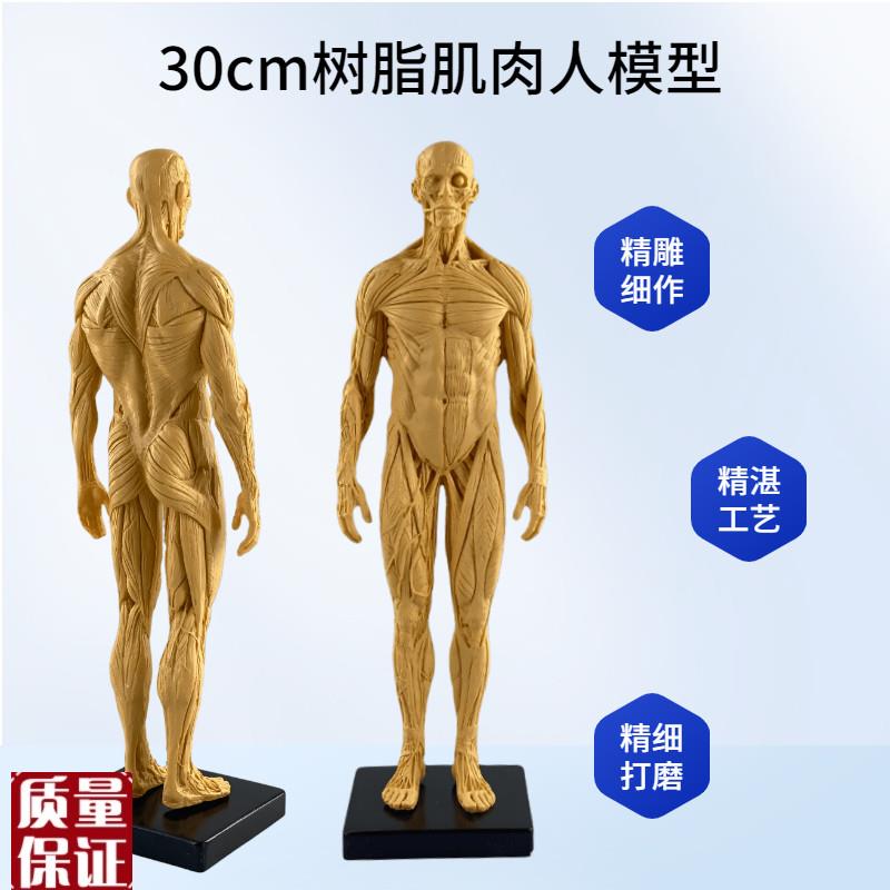 设计艺用头骨胸像绘画CG参考人物E模型艺用人体肌肉骨骼解剖玩