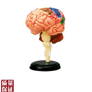 大脑解剖模型人体右半脑功能区人脑神经K脑干结构分区医学教学用