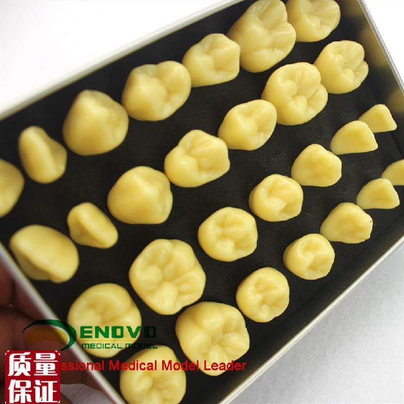 ENOVO颐诺2倍雕牙练习指导模型牙颌面口腔学R教学雕牙齿模型成人