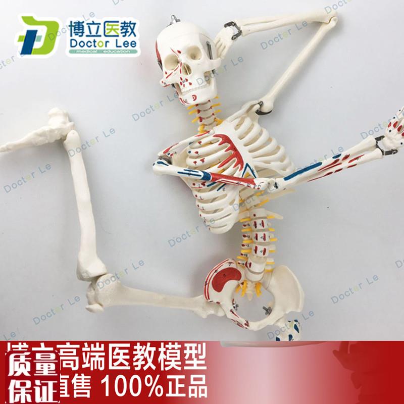 85CMa人体骨骼模型神经肌肉起止标数字小针刀骨骼解剖模型脊柱模