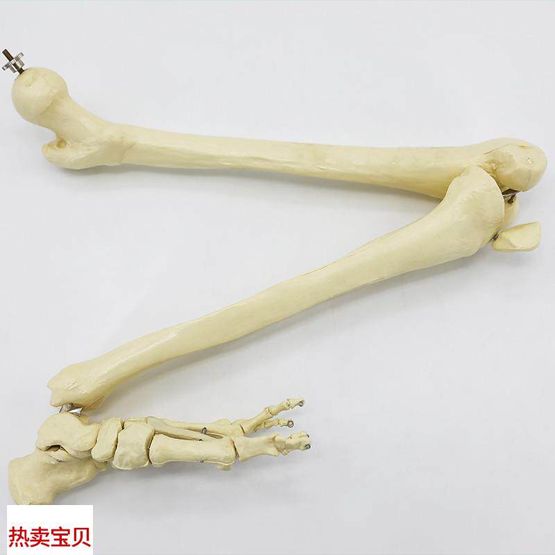 上肢骨骼人体腿骨下肢骨t骼模型仿真人体脚模型下肢骨架标本