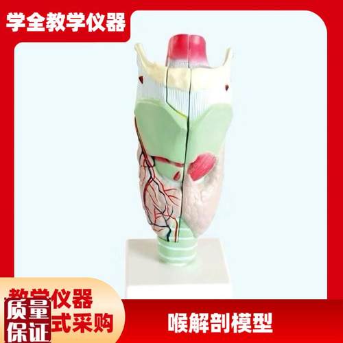 喉咙解剖咽喉模型放大标本喉B部血管甲状腺喉结头医院教学模