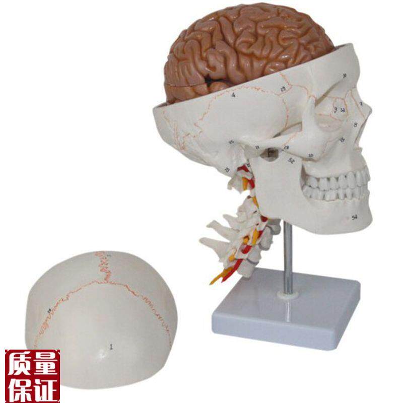 颅脑带颈b椎模型成人1比1口腔牙科医用骨缝教学仿真标本可拆卸促